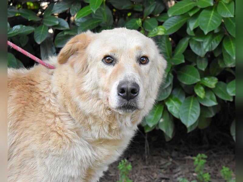 Antiloco - Nur ein Wunsch: endlich nach Hause!