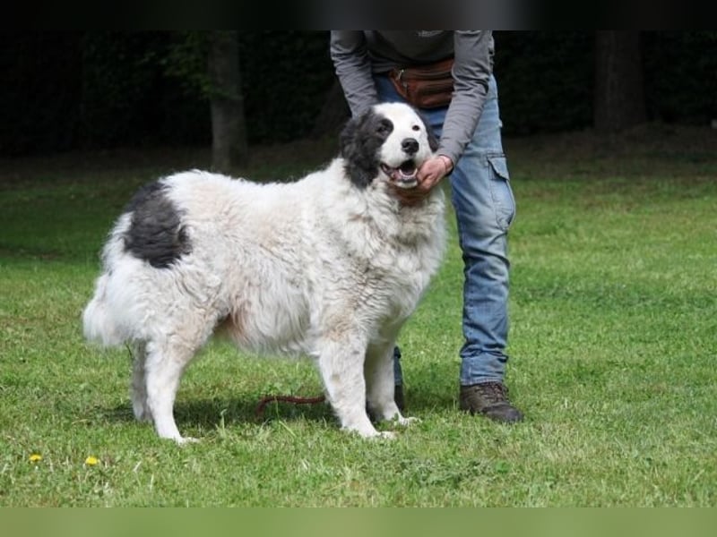 Mathis - mit dem treuen Blick