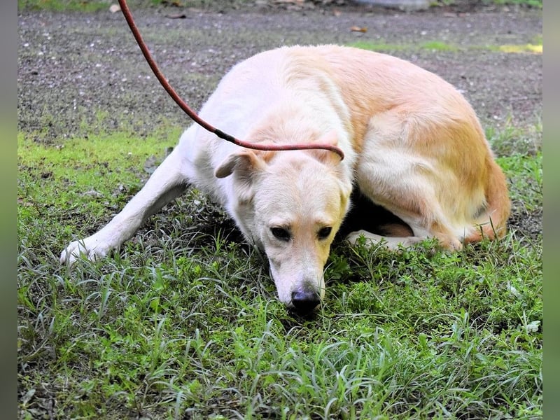Antiloco - Nur ein Wunsch: endlich nach Hause!