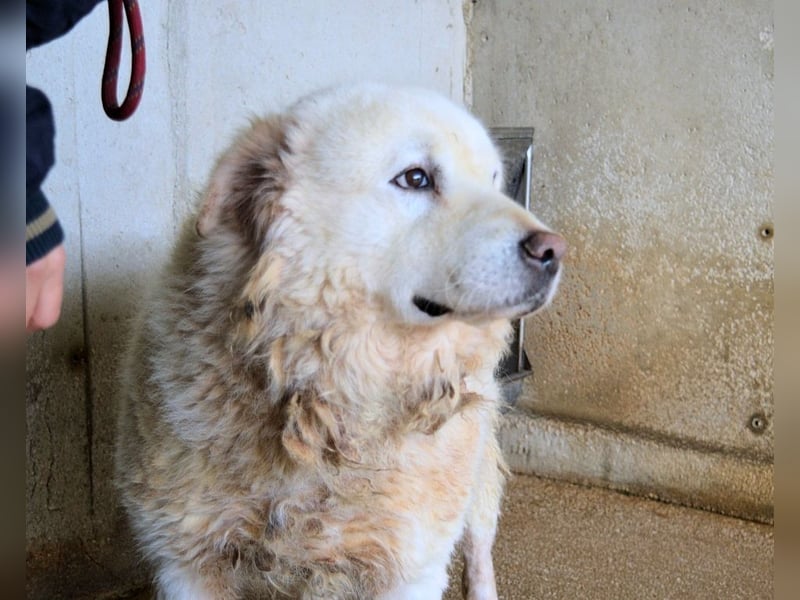 Eskie - aber bitte mit Sahne ins Glück!
