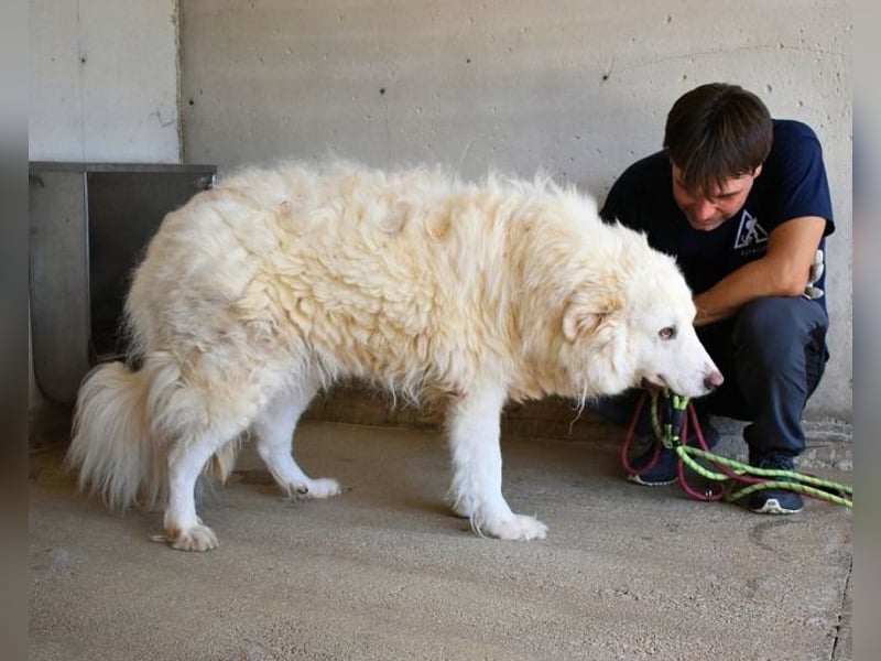 Haigen - SOS - Wenn das Foto zur Anklage wird.