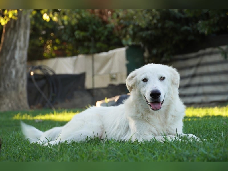 Mulan - eine weiße Herzensbrecherin und ihre drei Schwestern