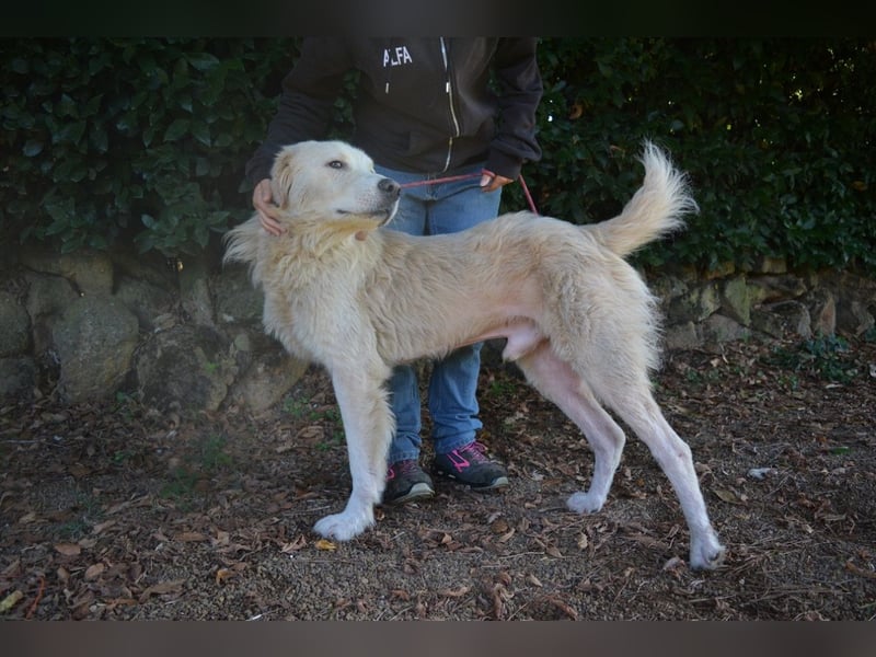 Sisko - es sind so viele