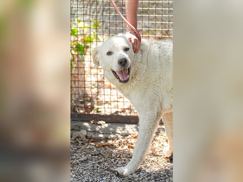 Cornelius - ein junger Rüde mir Herz, Köpfchen und Tatendrang