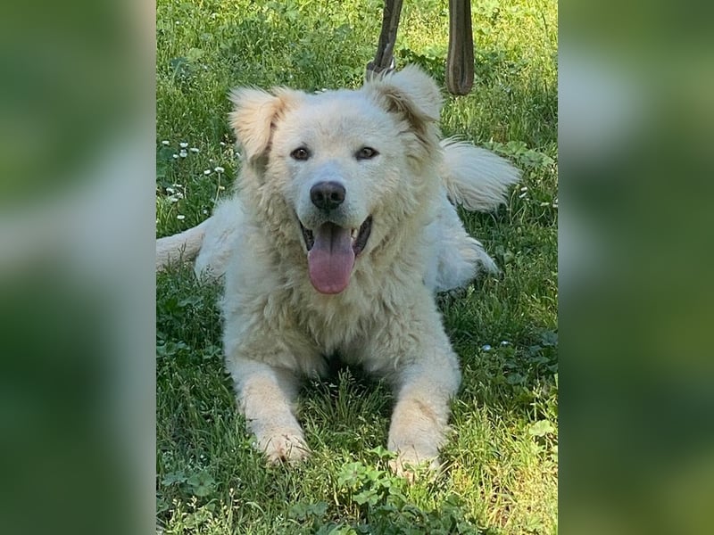 Cornelius - Vom Zurückgelassenen zum Lernwilligen