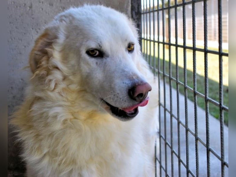 Folquet - Für immer zusammen?