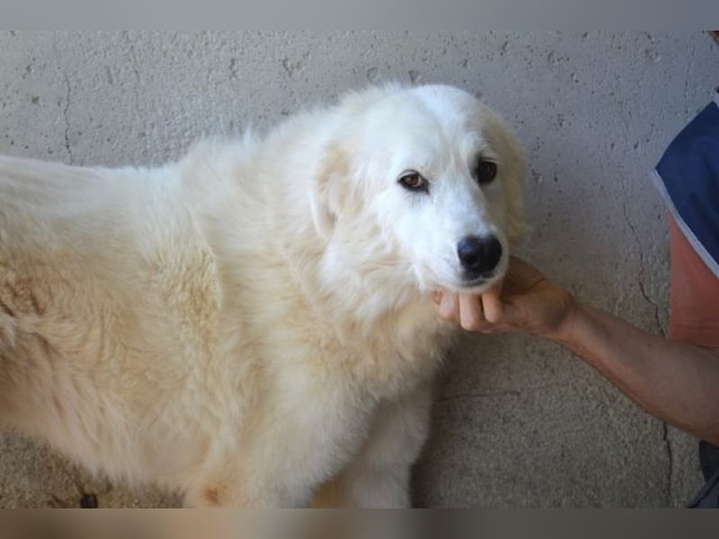 Amaya - So schön und so schrecklich?