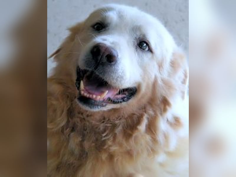 Eskie - aber bitte mit Sahne ins Glück!