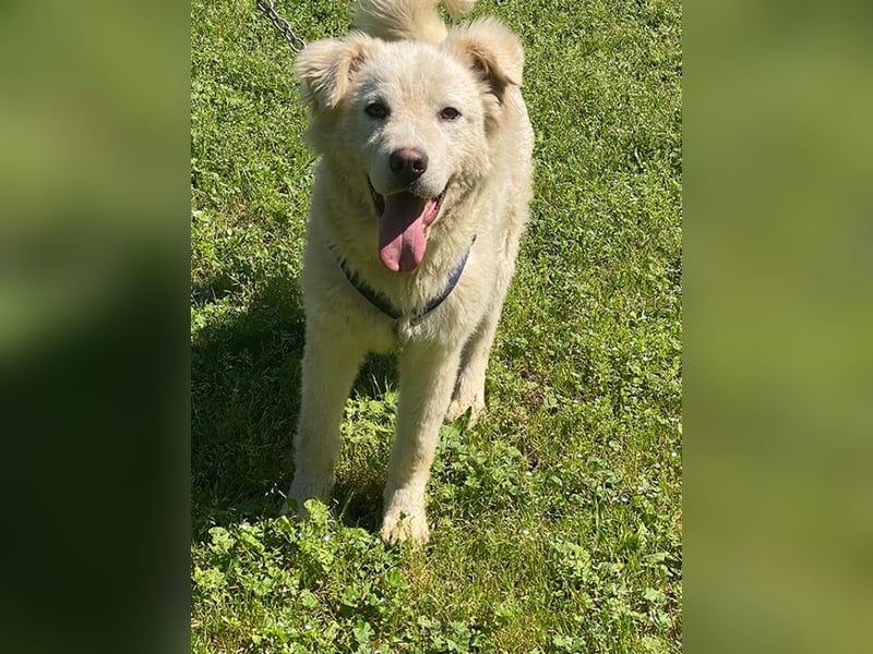 Cornelius - Vom Zurückgelassenen zum Lernwilligen