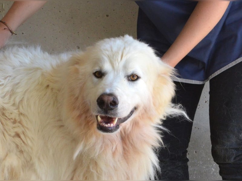 Jaafar - Der sanfte Riese