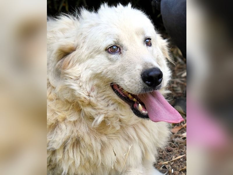 Archimede - sucht freundliche Aufnahme