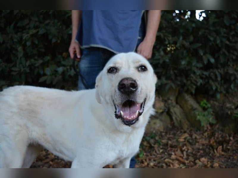 Alisky - XXL Körbchen für sanfte Hundedame gesucht