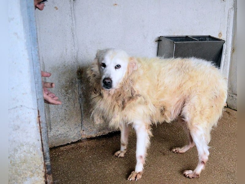 Daigle - "Tauschen Sie den Rest Ihres Zögerns gegen den Rest meines Lebens!"