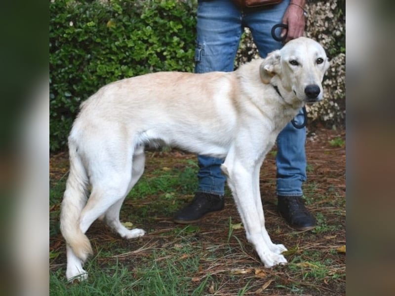 Yannick - SOS- (Dringend Pfflegestelle oder Zuhause gesucht )verloren zwischen Angst und Bindung