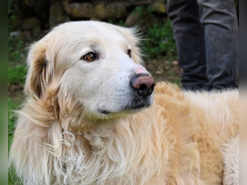 Marble -NOTFALL -  Die Geschichte vom geprügelten Hund