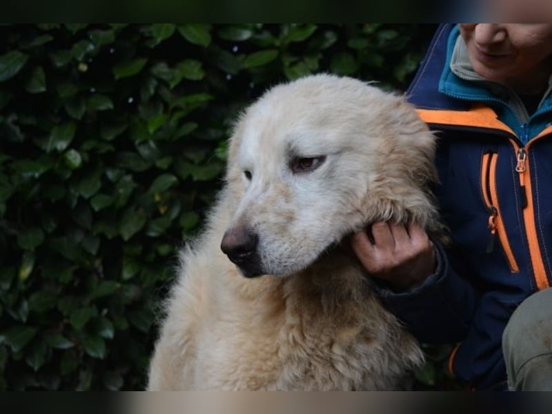 Gherardo - Ein Adler bleibt ein Adler...