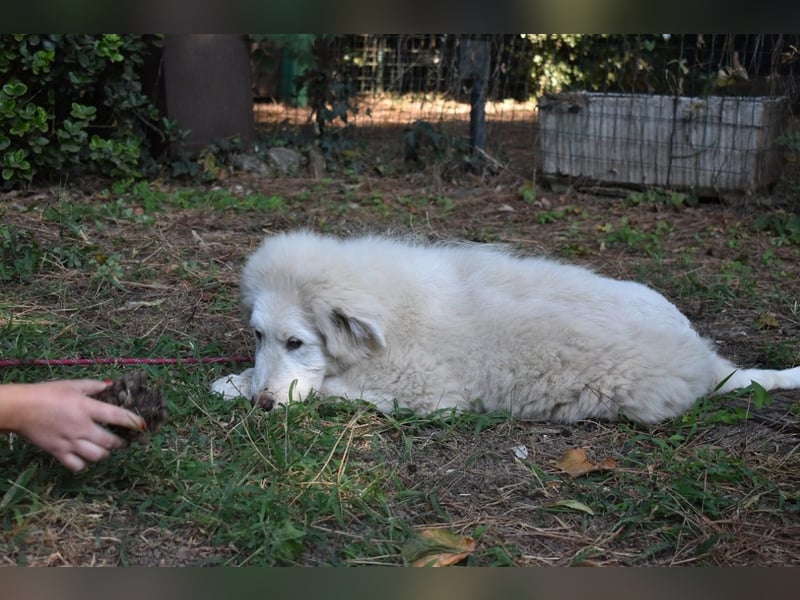 Leofric - Kleiner Löwe hat Großes vor