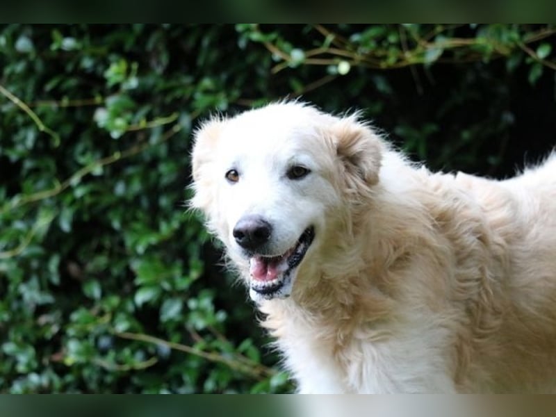 Dominico - Die Stimme des Windes