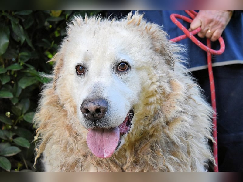 Noak - Alles nur Wunschdenken... ?