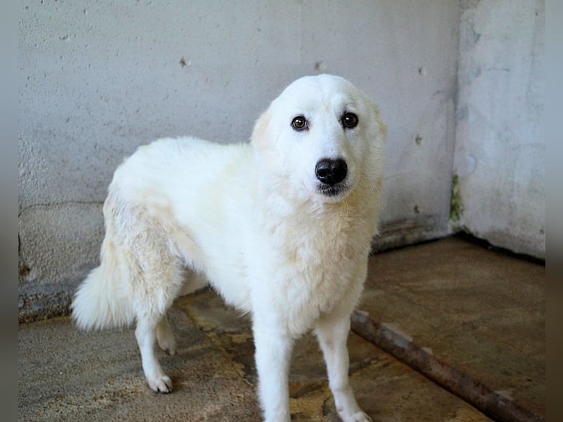 Amaya - So schön und so schrecklich?