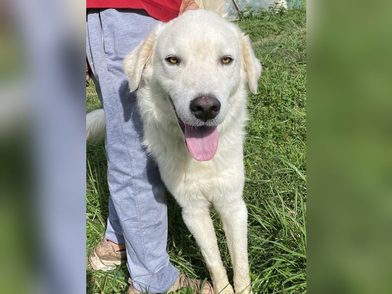 Boss - Wenn ein Name täuscht und ein Herz gewinnt