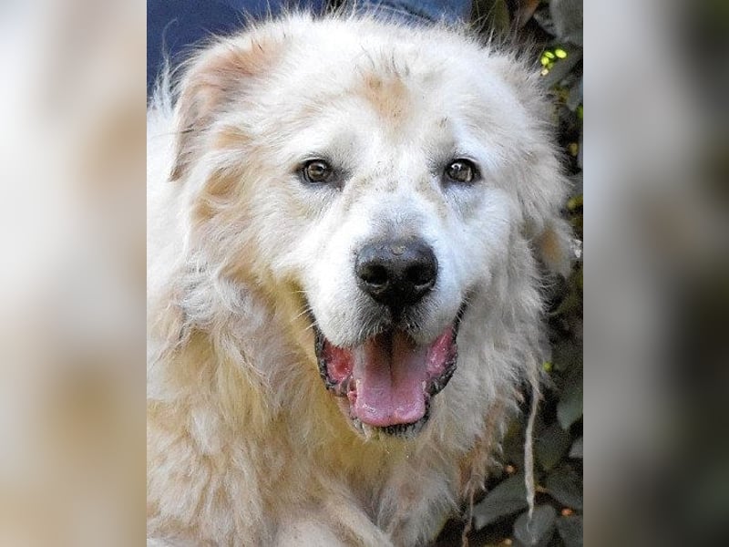 Apolonio - möchte für seine Menschen ein Fels in der Brandung sein