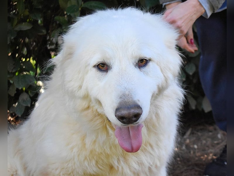 Hadriano - Viel mehr als nur einer unter vielen!