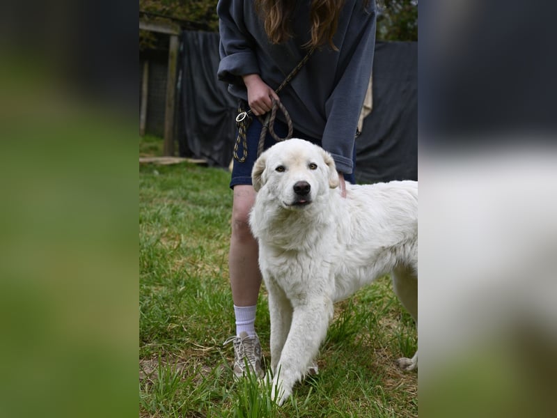 Boss - Wenn ein Name täuscht und ein Herz gewinnt