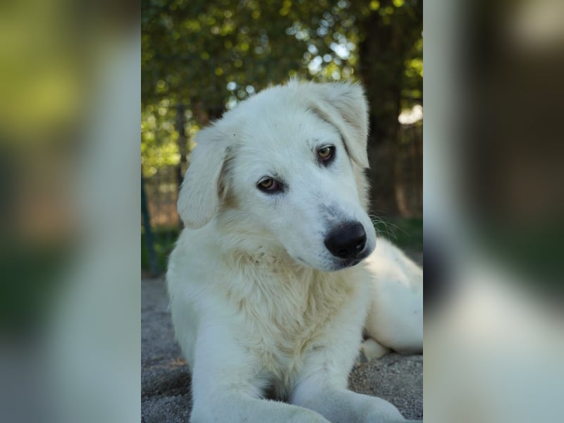 Madea - eine weiße Herzensbrecherin und ihre drei Schwestern