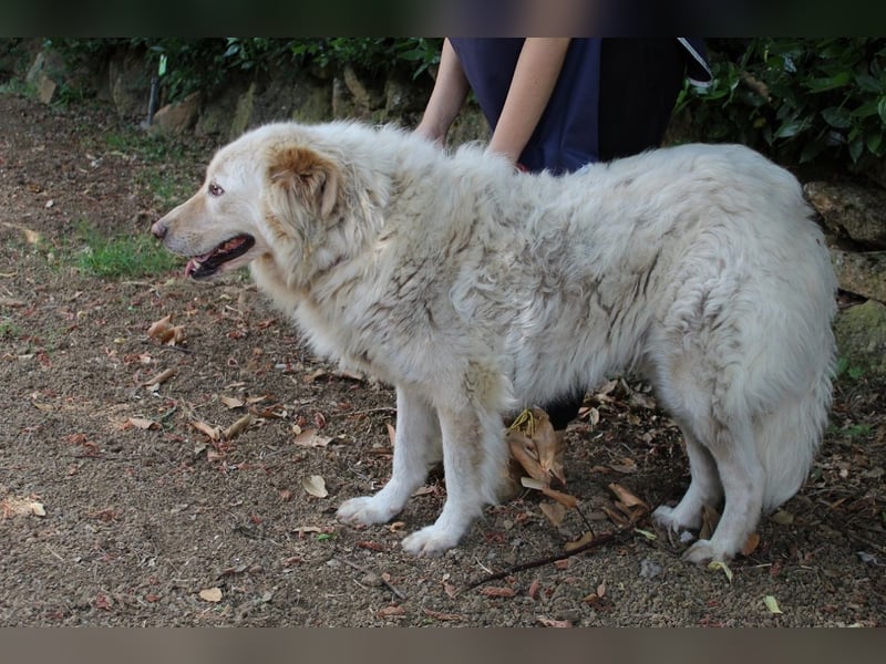 Pinturicchio - Finde den Fehler!