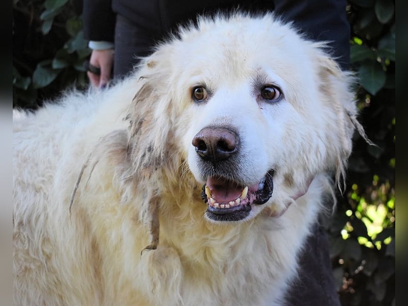 Balvin - Andere schauen bis zum Horizont