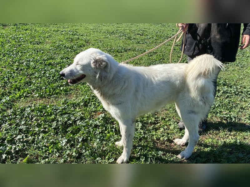 Mira - eine weiße Herzensbrecherin und ihre drei Schwestern