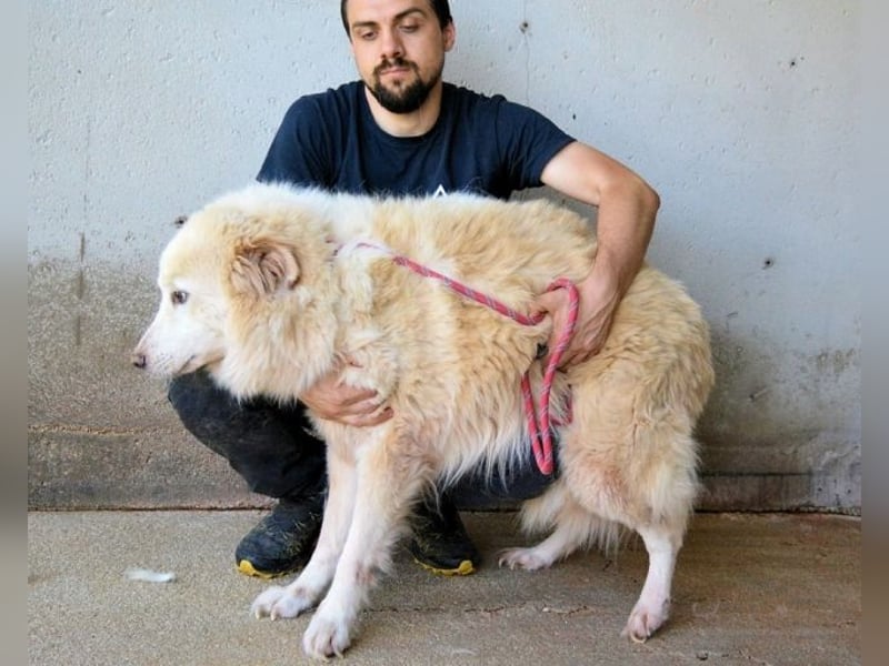 Olivielle- Junge Dame im Bärenmantel