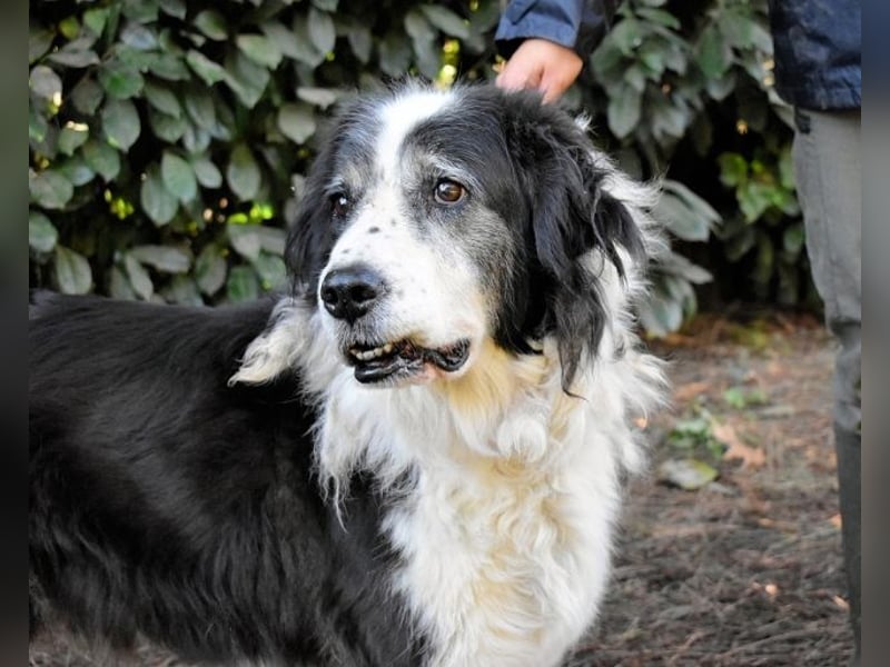 Hindah - Dreieinhalb Sommersprossen