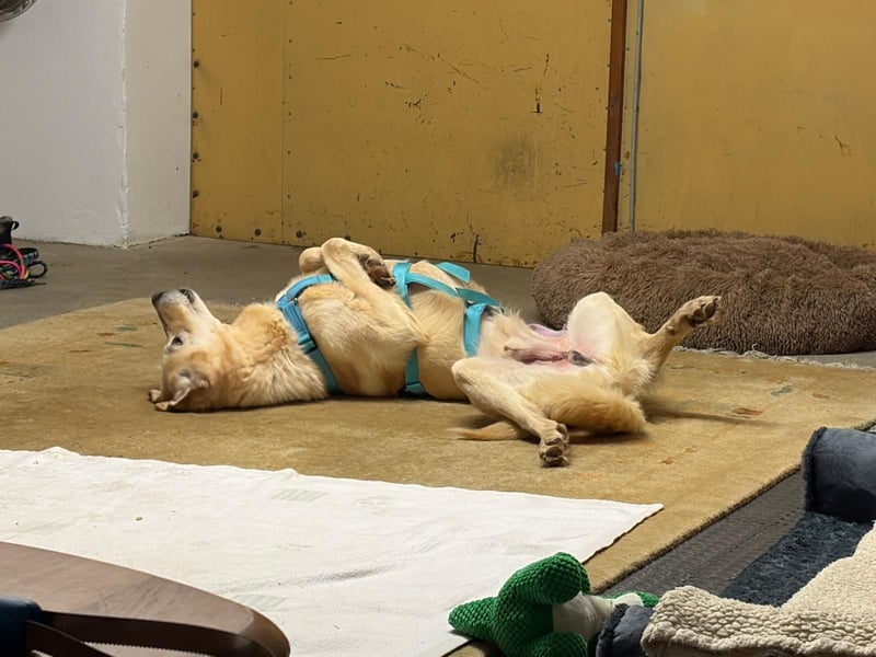 Yannick - SOS- Dringend Pflegestelle oder Zuhause gesucht - verloren zwischen Angst und Bindung