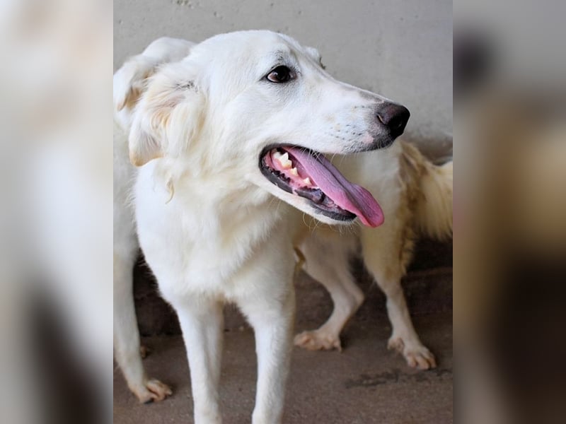 Hadrianus - weiß, es wird einmal ein Wunder gescheh'n