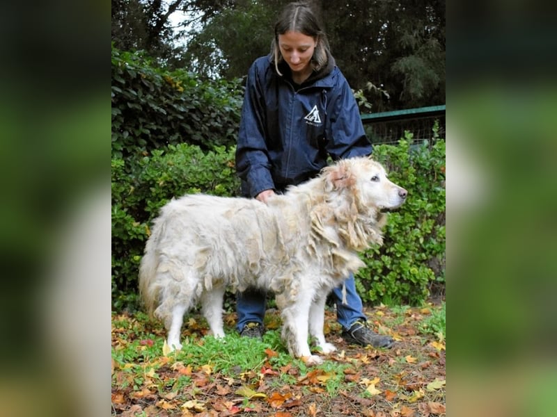 Akamu - Sucht seinen passenden Deckel