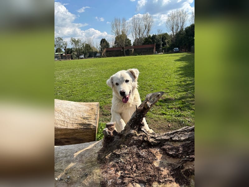 Cornelius - Woher soll er es können?