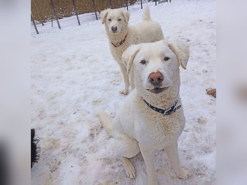 Bullo - Jede Menge tolle Dinge....