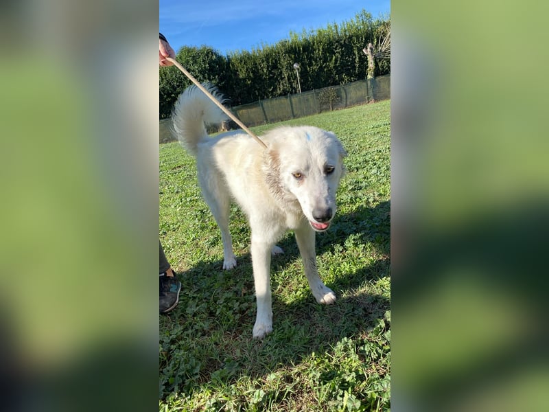 Mira - eine weiße Herzensbrecherin und ihre drei Schwestern