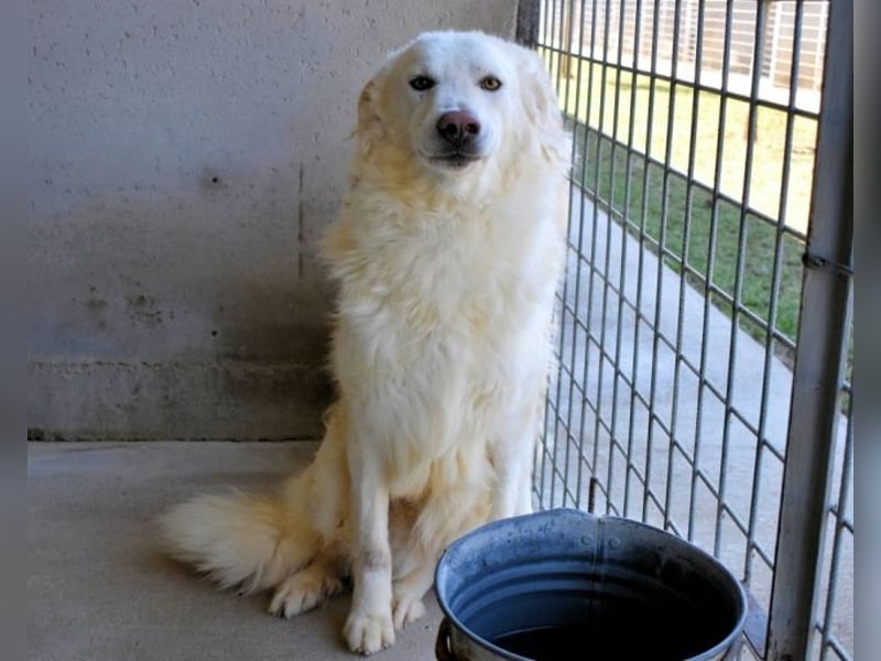 Folquet - Im falschen Leben