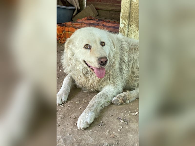 Luke - geboren, um zu schützen...