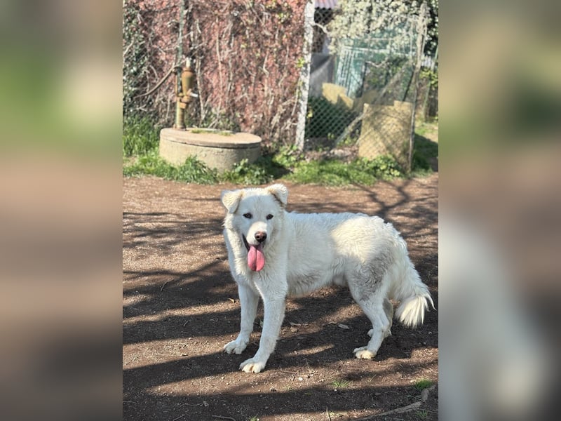 Cornelius - Woher soll er es können?