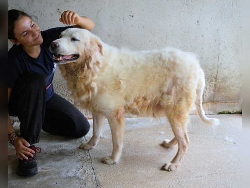 Eskie - aber bitte mit Sahne ins Glück!