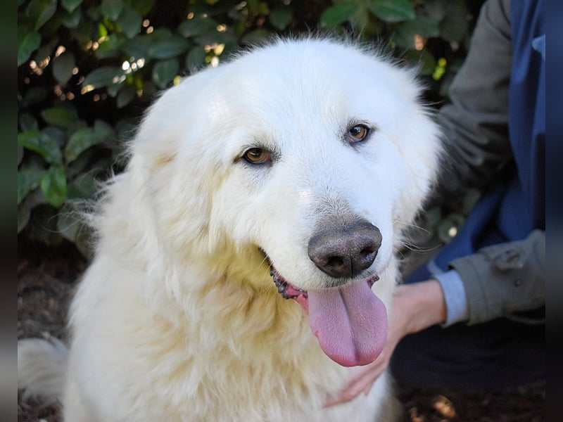 Hadriano - Viel mehr als nur einer unter vielen!