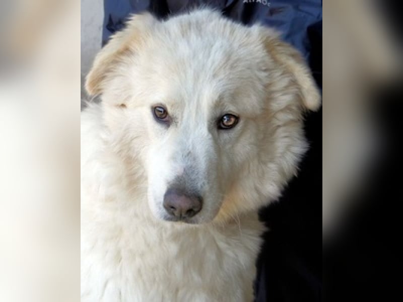 Olivielle- Junge Dame im Bärenmantel