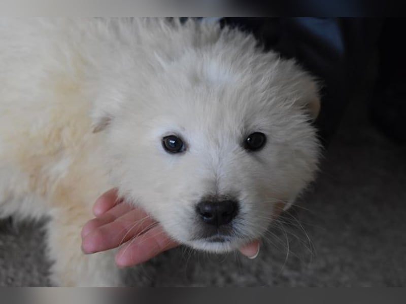 Clyro - Weiß jemand, was aufpassen eigentlich heißt ?