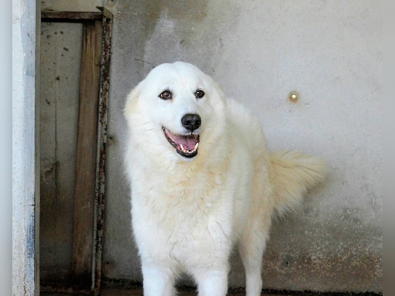 Amaya - So schön und so schrecklich?