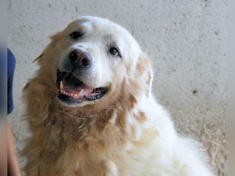 Eskie - aber bitte mit Sahne ins Glück!