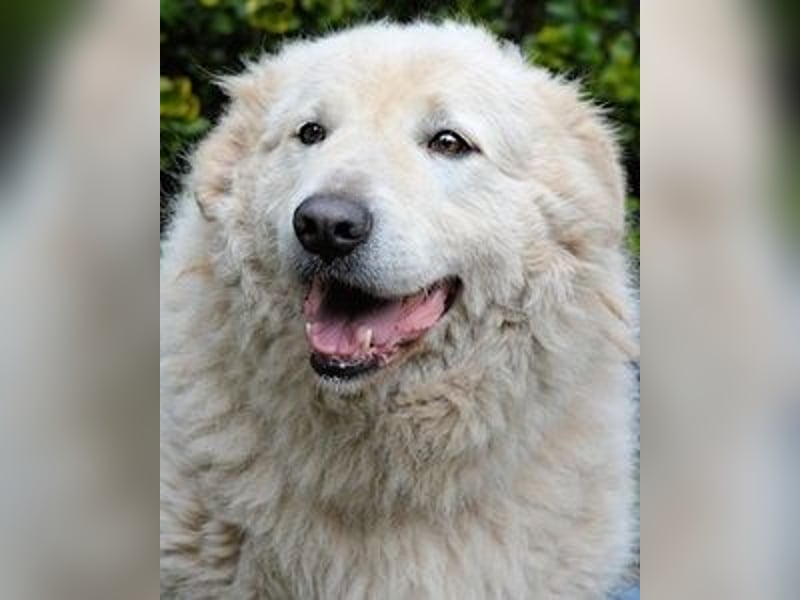 Tallulah - Grandezza auf vier Pfoten!